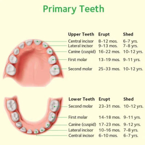 primary-teeth-sec-img